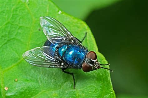 metallic blue house fly|blue bottle flies pictures.